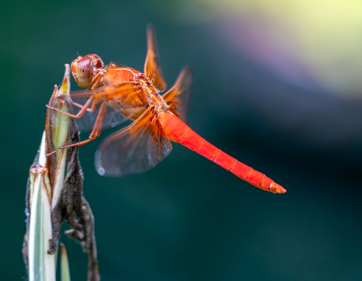 Insect photograph by Susanne Harm