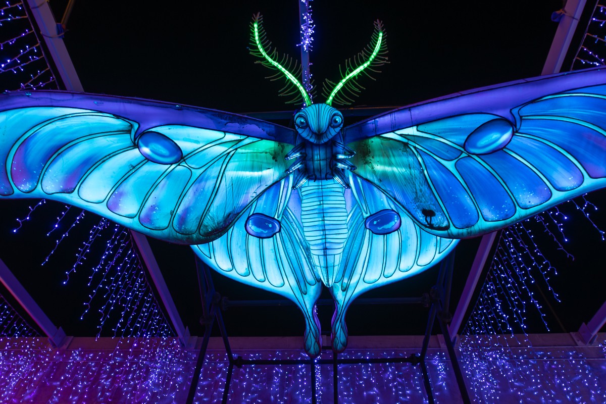 Insect photograph by Susanne Harm