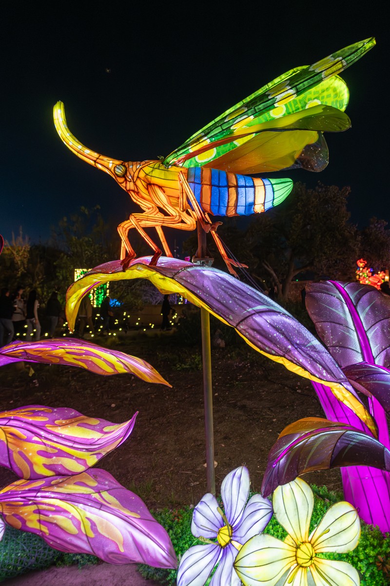 Insect photograph by Susanne Harm