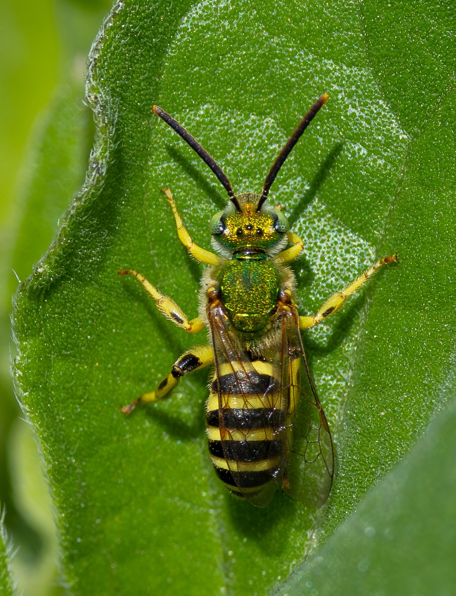 Insect photograph by Susanne Harm
