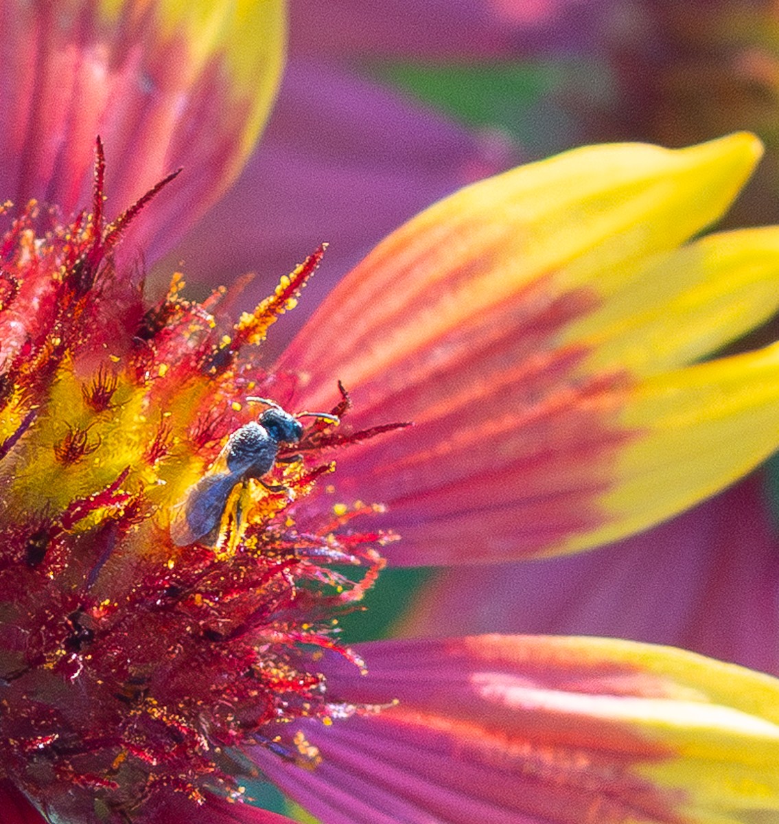Insect photograph by Susanne Harm