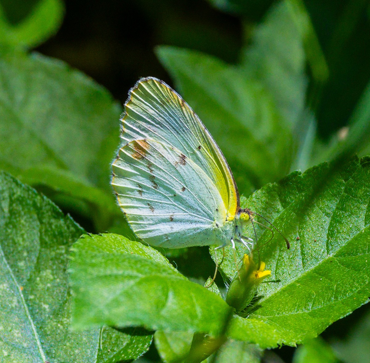 Insect photograph by Susanne Harm