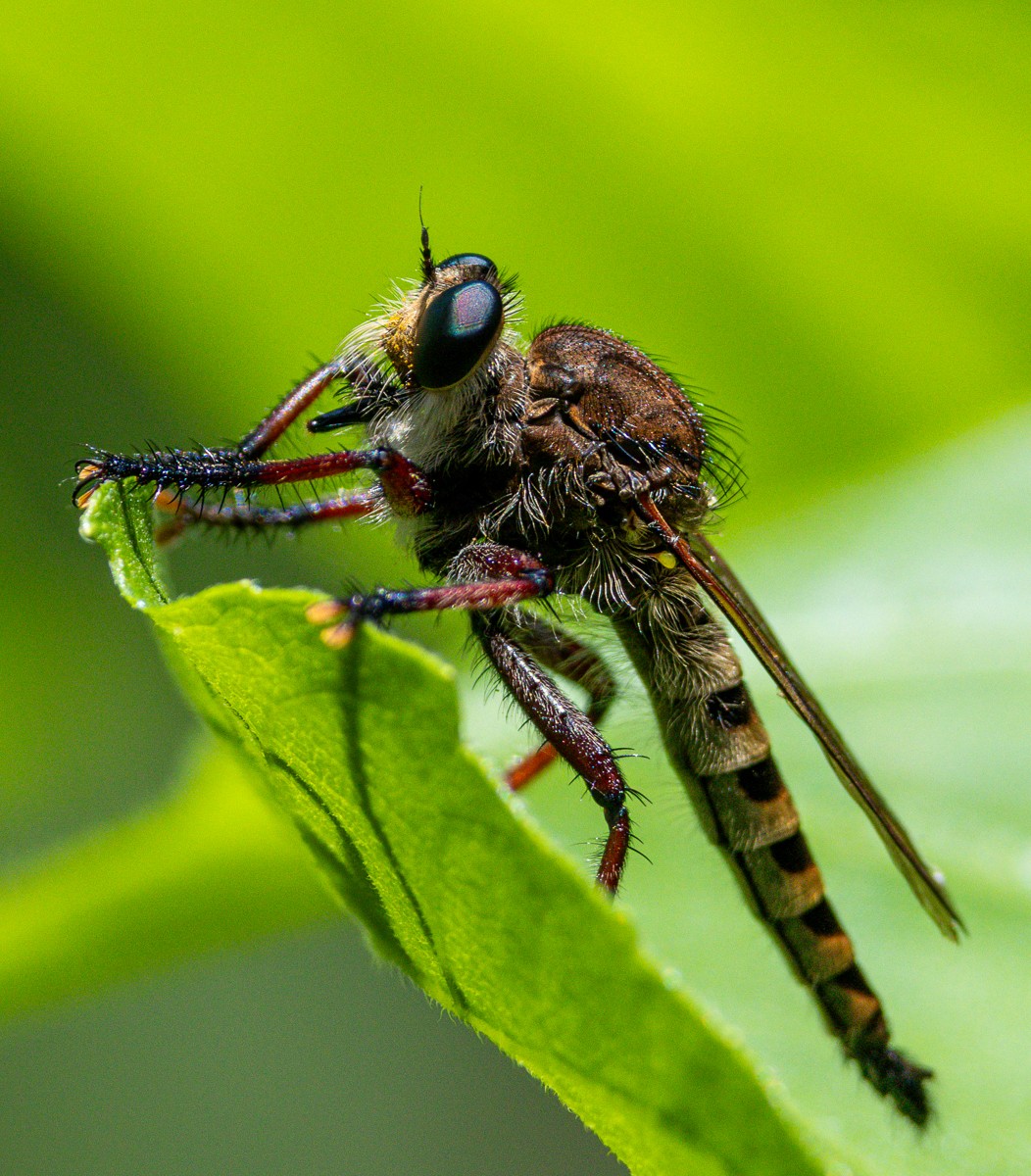 Insect photograph by Susanne Harm
