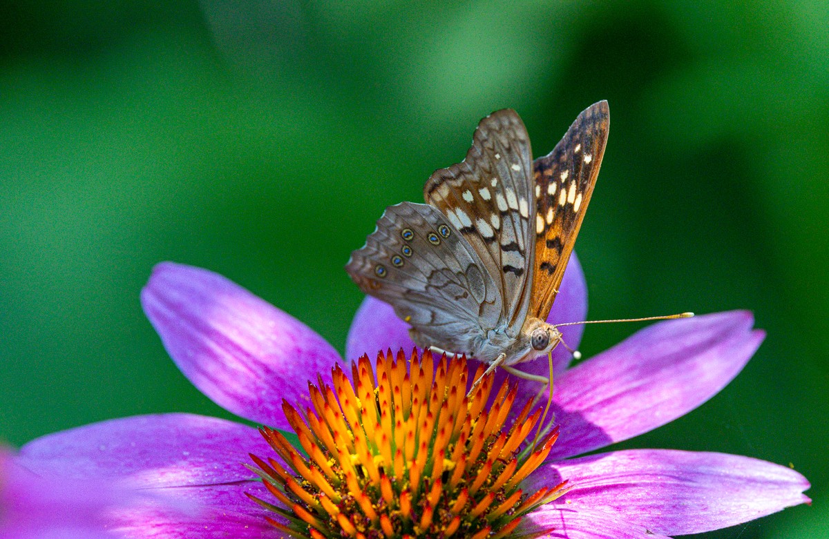 Insect photograph by Susanne Harm