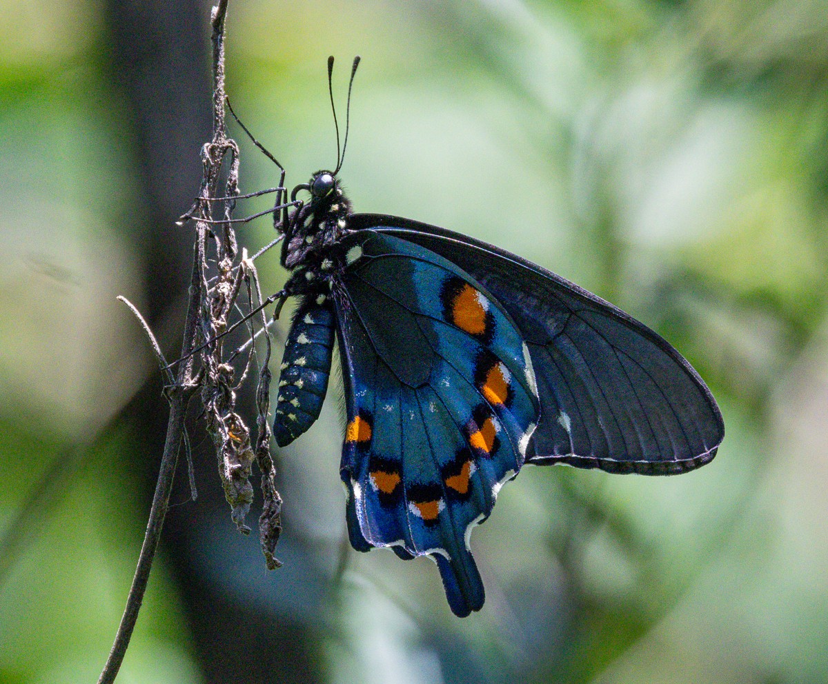 Insect photograph by Susanne Harm
