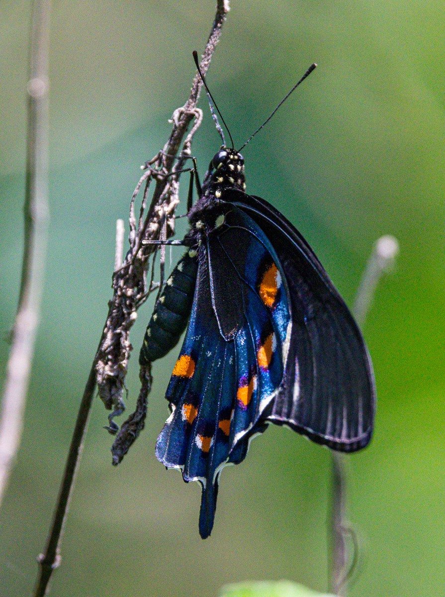 Insect photograph by Susanne Harm