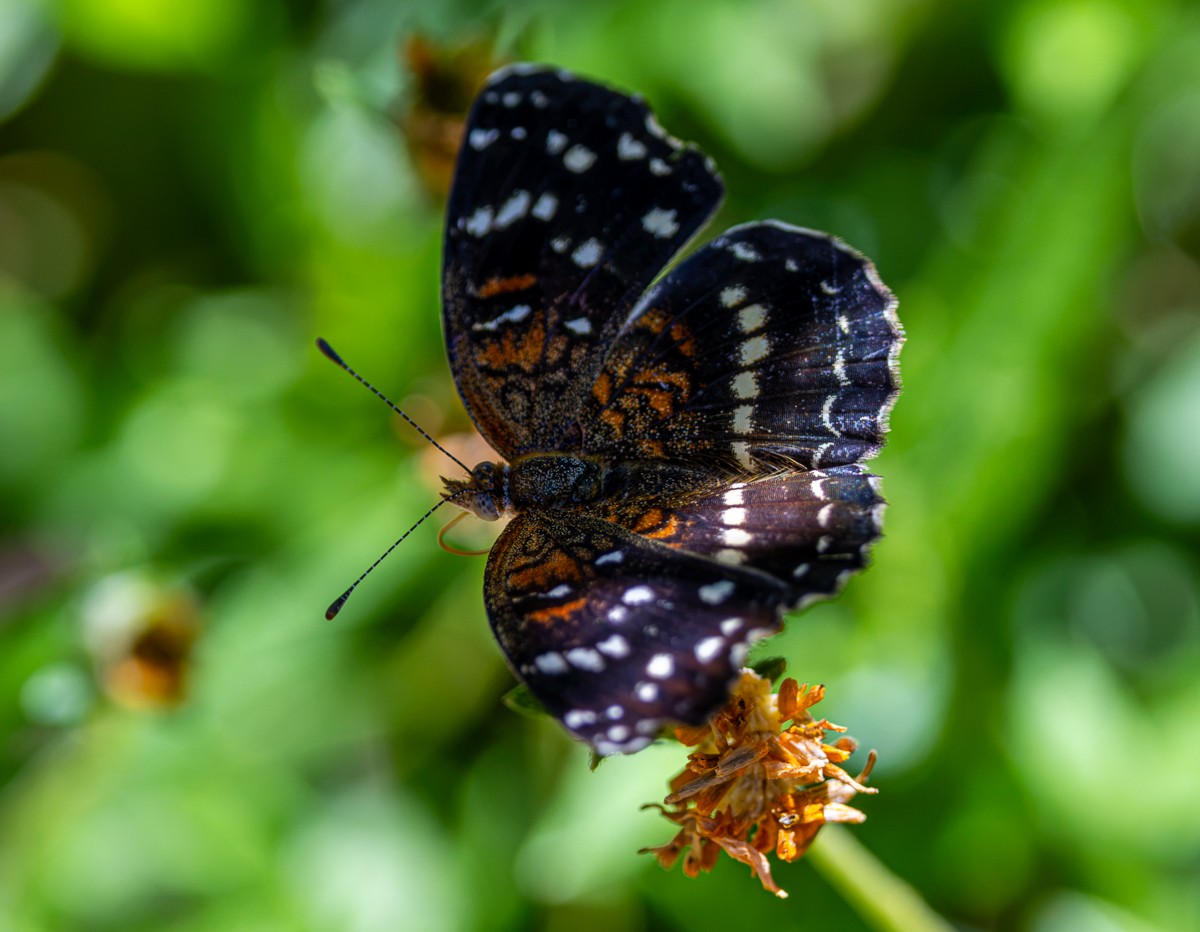 Insect photograph by Susanne Harm