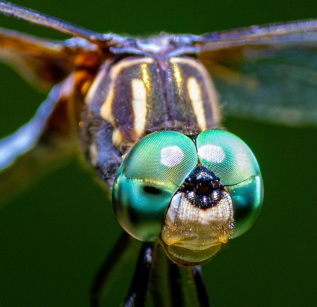 Insect photograph by Susanne Harm