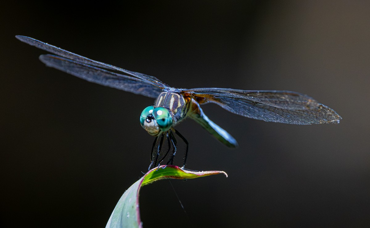 Insect photograph by Susanne Harm