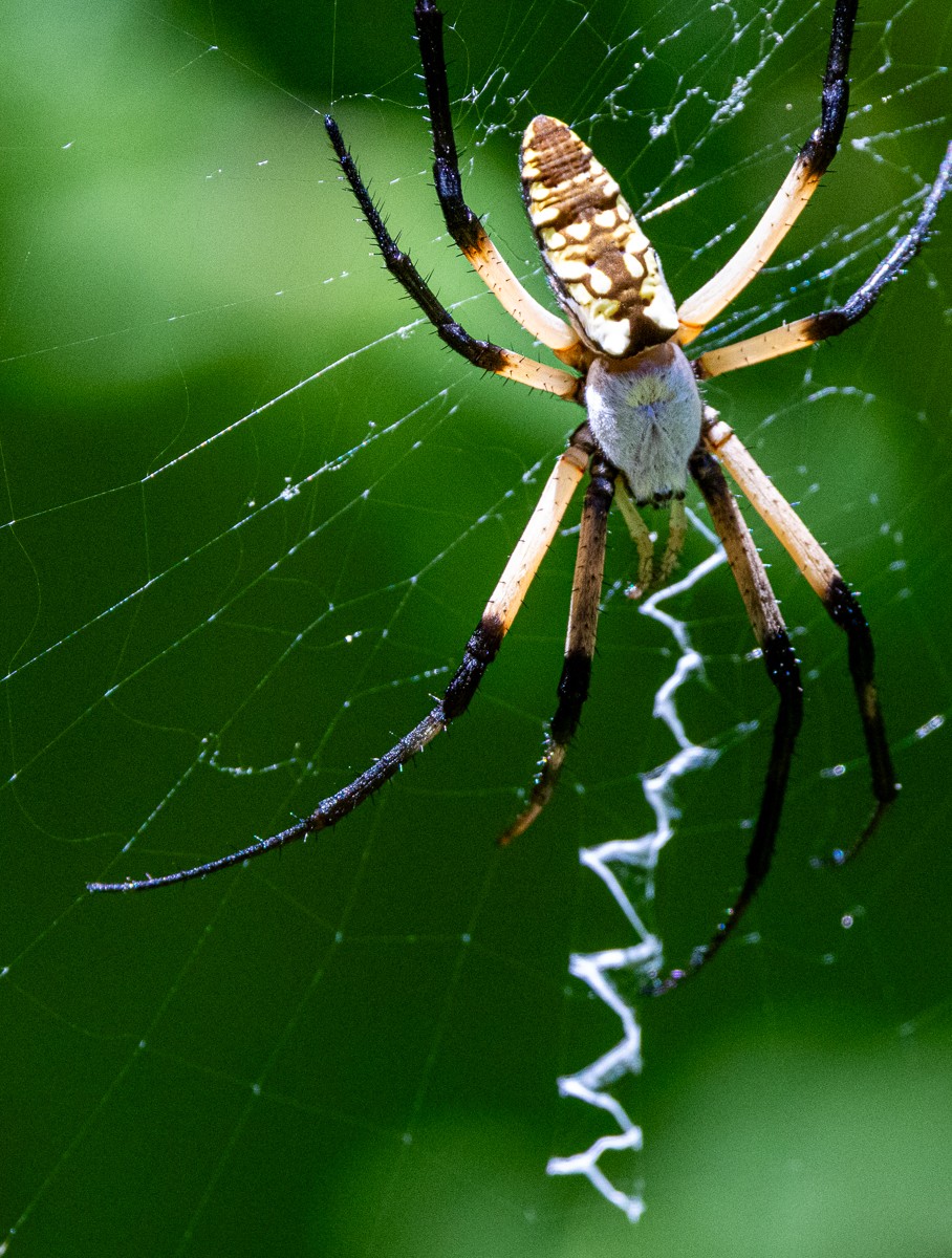 Insect photograph by Susanne Harm