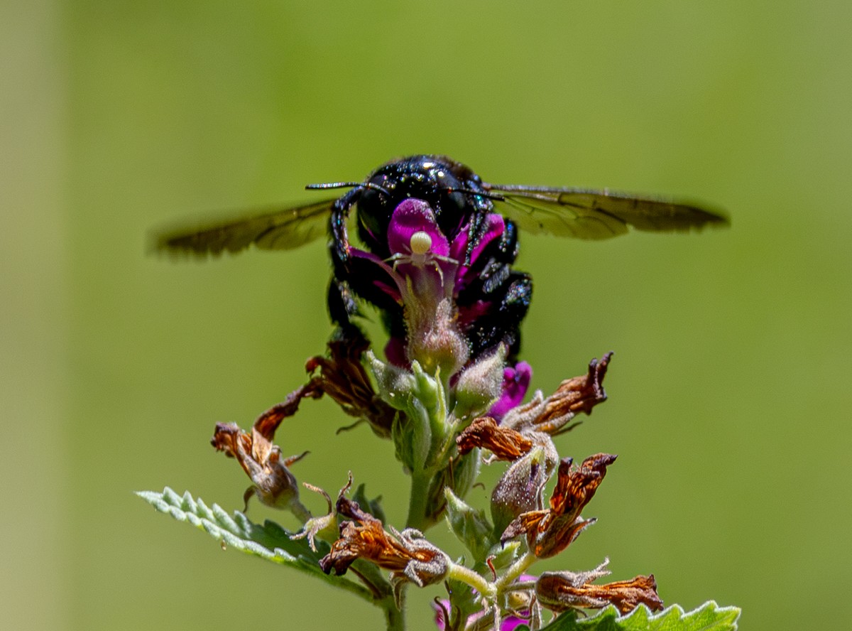 Insect photograph by Susanne Harm