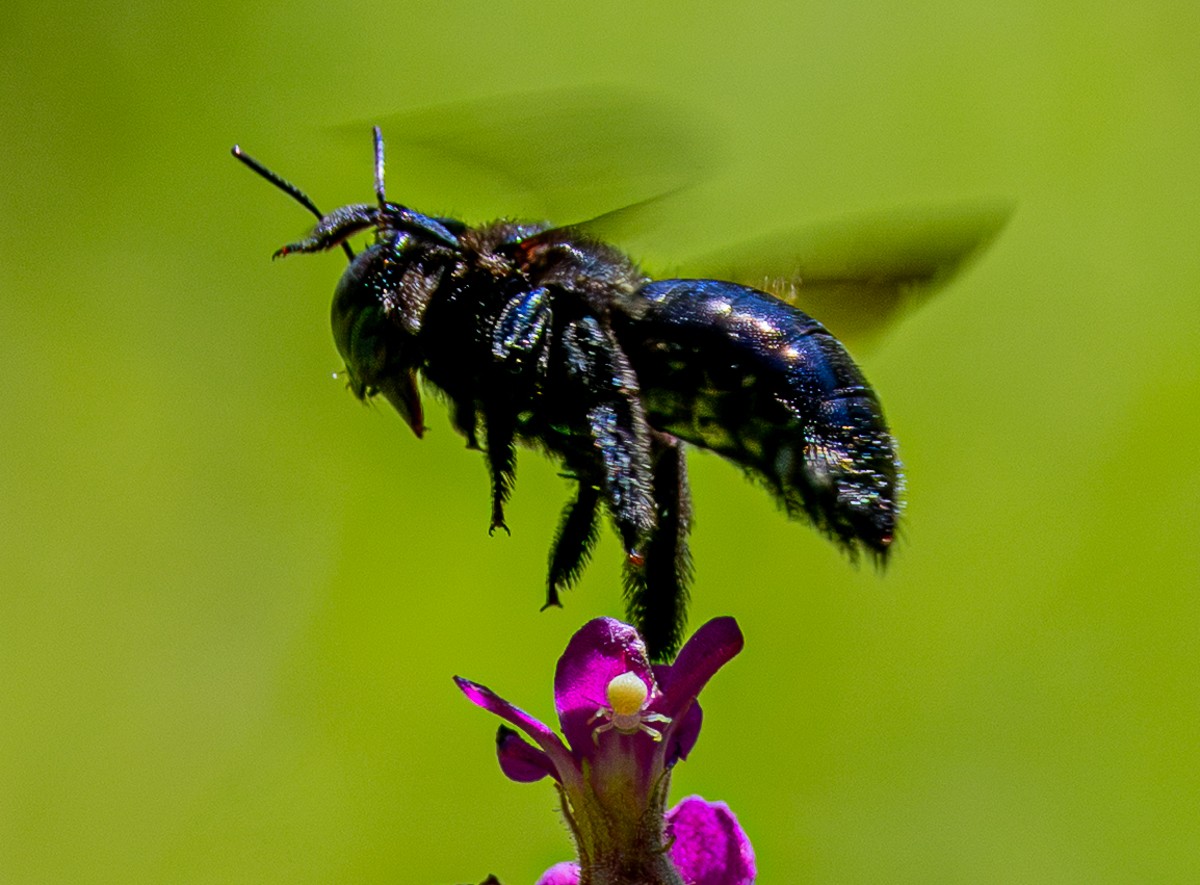 Insect photograph by Susanne Harm