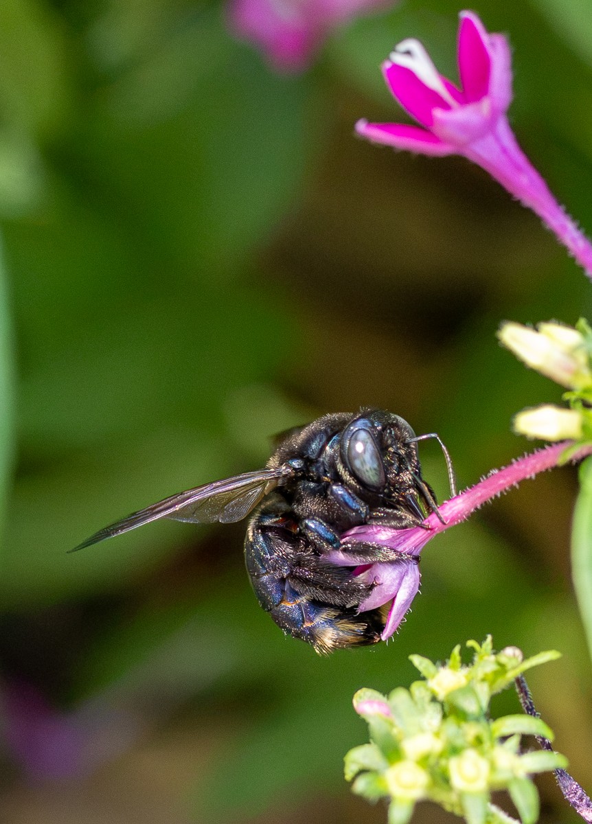 Insect photograph by Susanne Harm