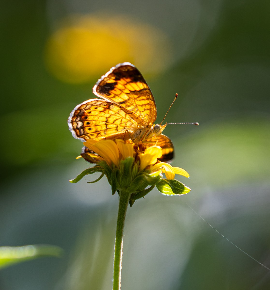 Insect photograph by Susanne Harm