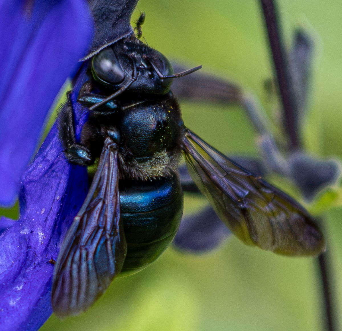 Insect photograph by Susanne Harm