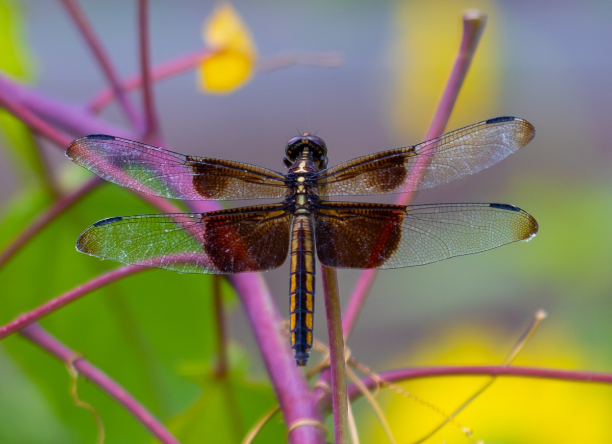 Insect photograph by Susanne Harm