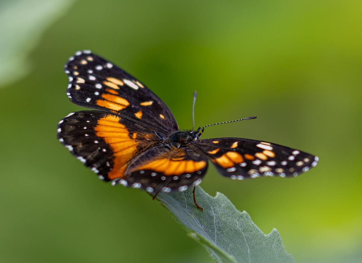 Insect photograph by Susanne Harm