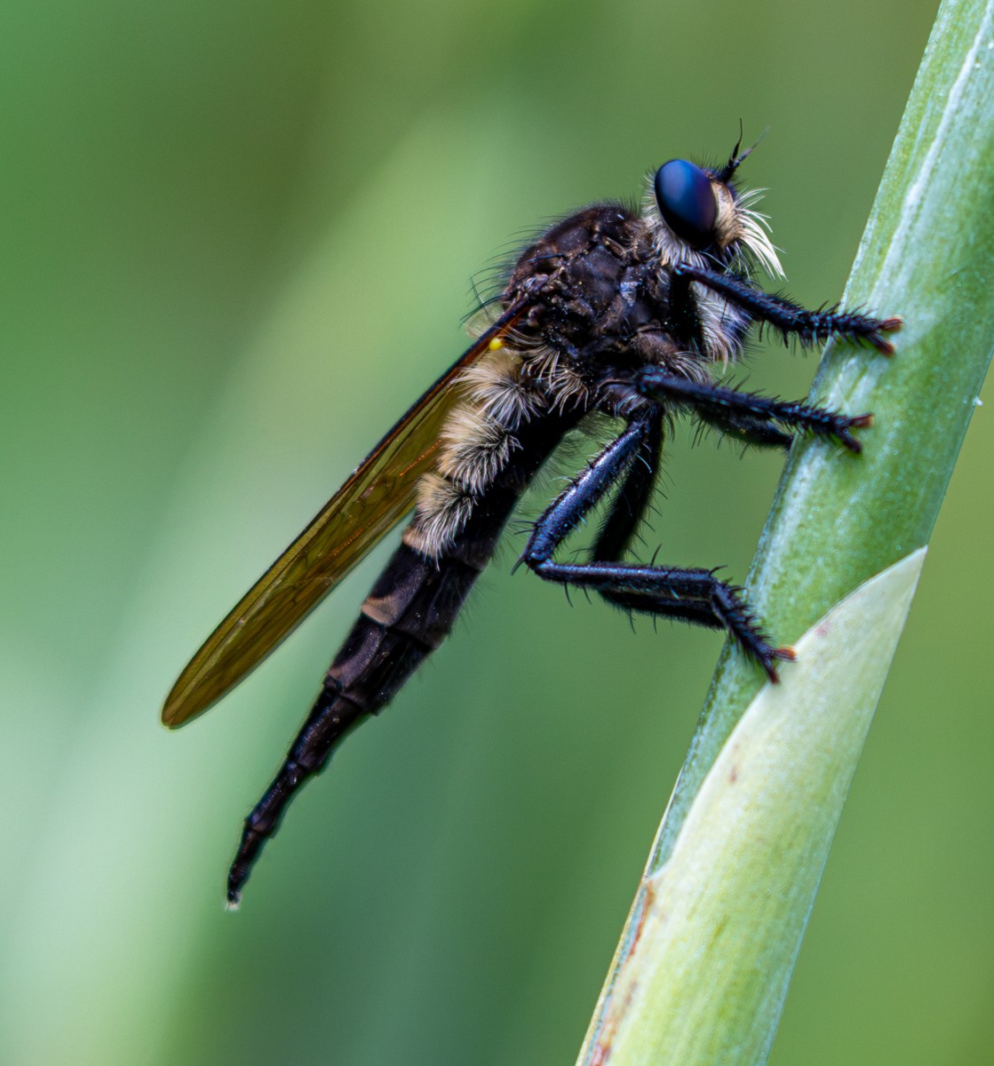 Insect photograph by Susanne Harm