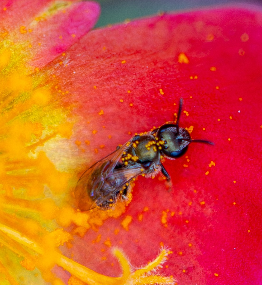 Insect photograph by Susanne Harm