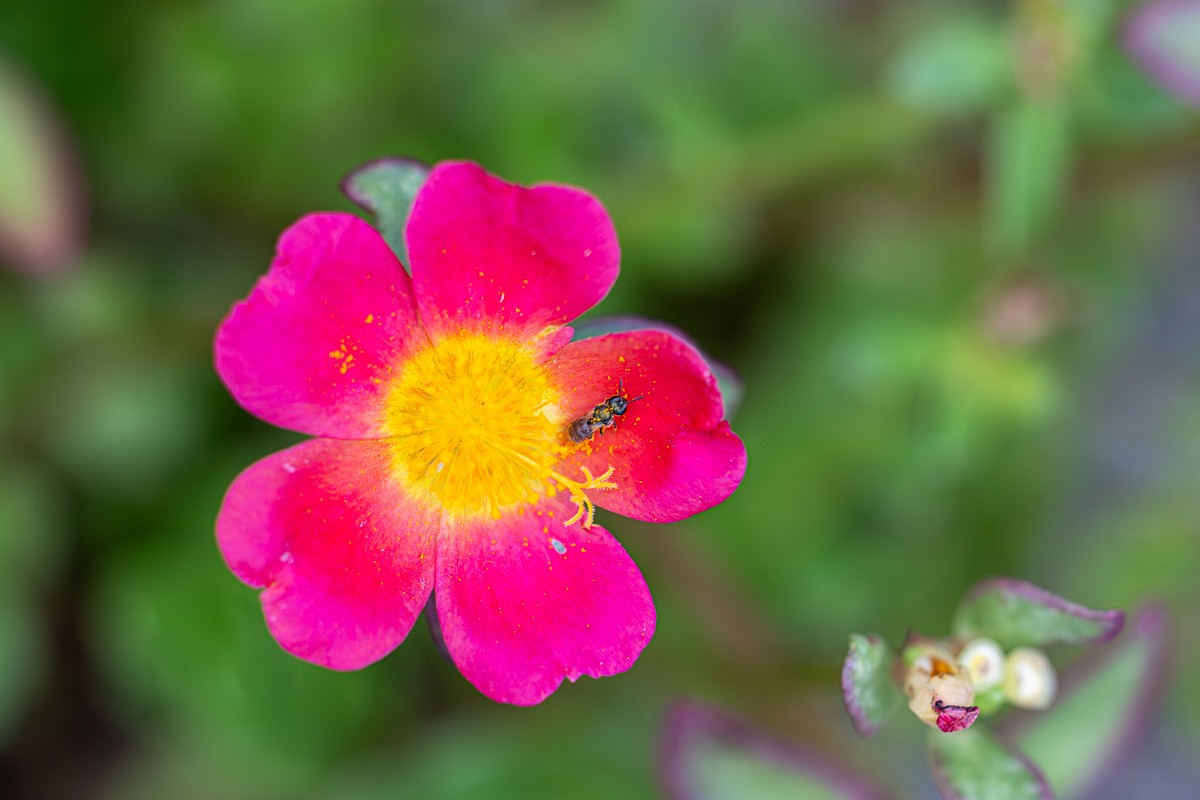 Insect photograph by Susanne Harm
