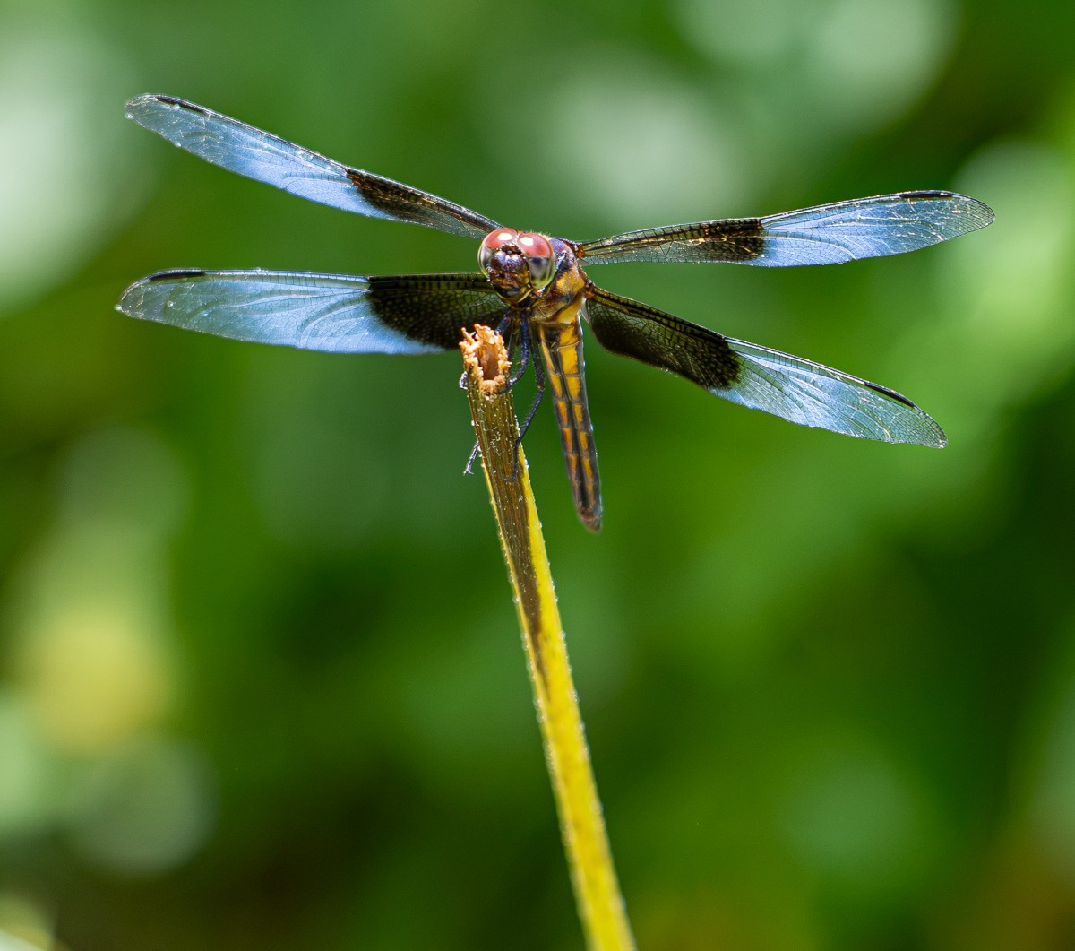 Insect photograph by Susanne Harm