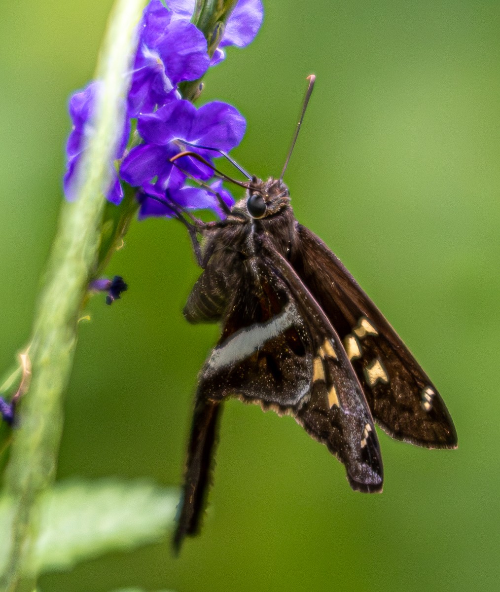 Insect photograph by Susanne Harm