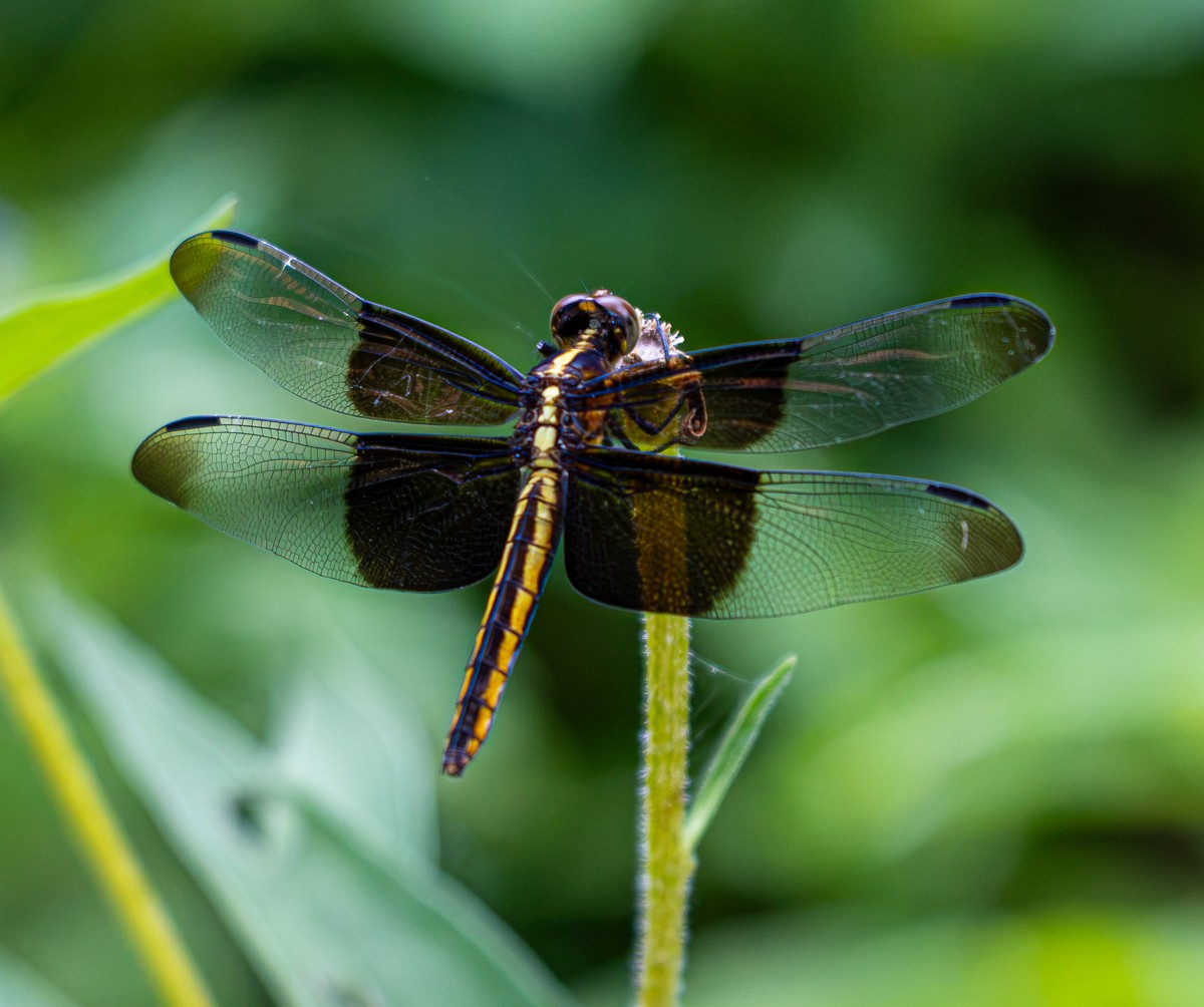 Insect photograph by Susanne Harm
