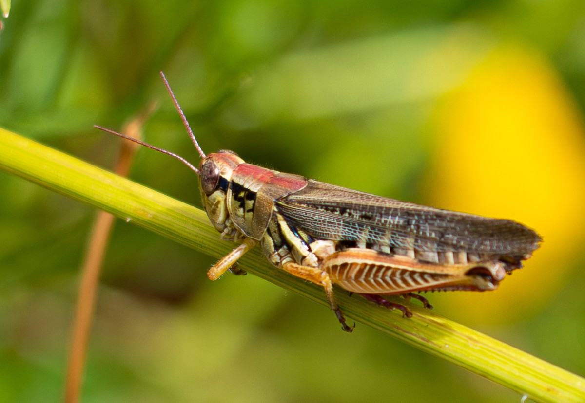 Insect photograph by Susanne Harm