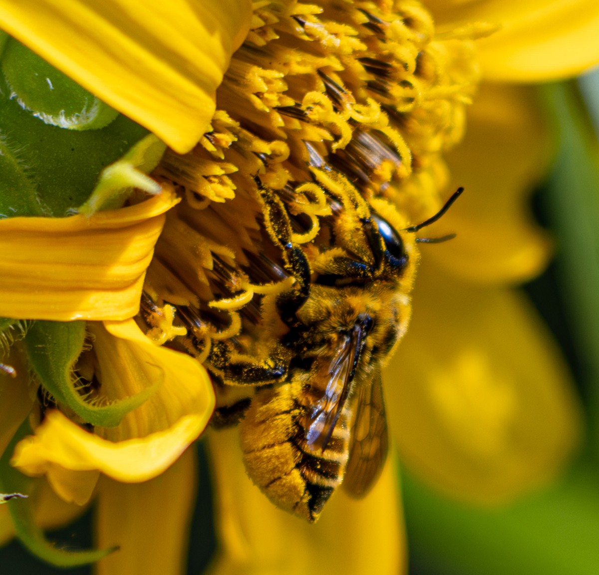 Insect photograph by Susanne Harm