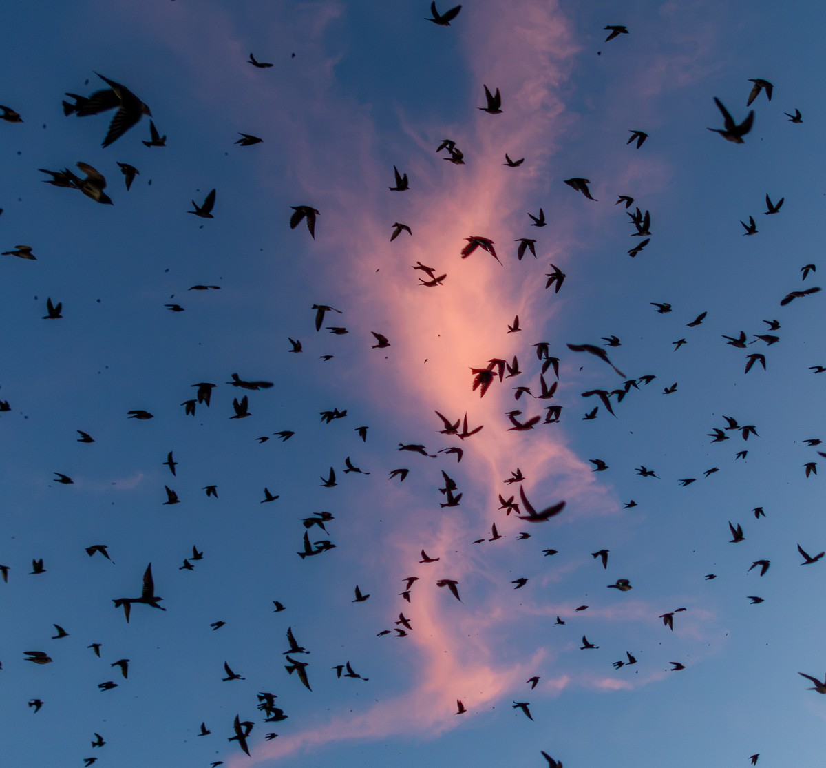 Bird perched against a pink cloud sky, photographed by Susanne Harm