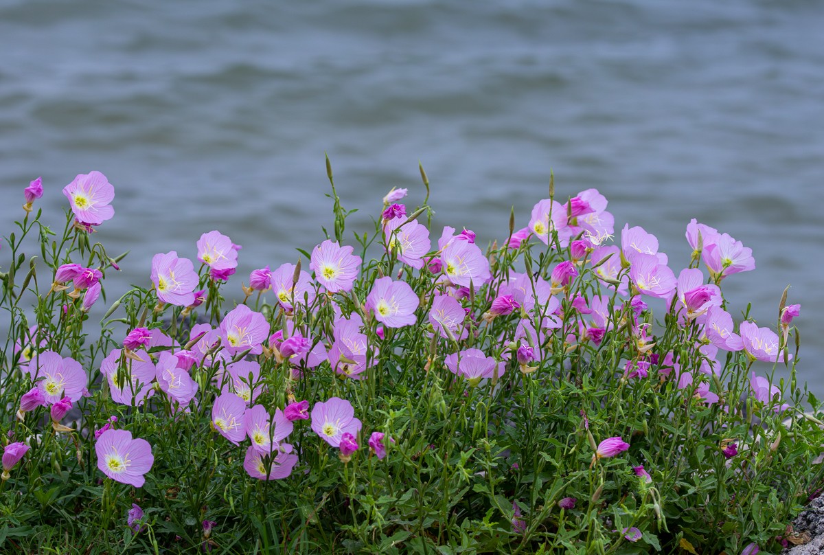 Bloom photograph by Susanne Harm