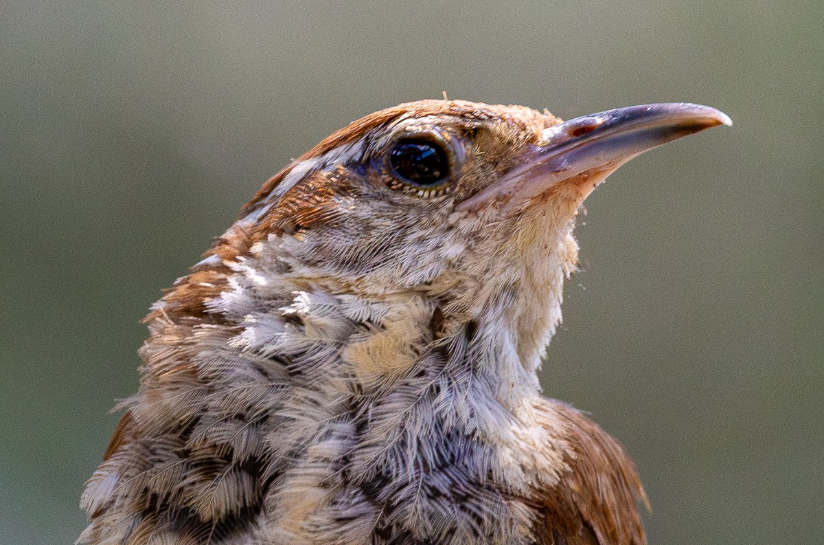 Close-up bird portrait photograph by Susanne Harm
