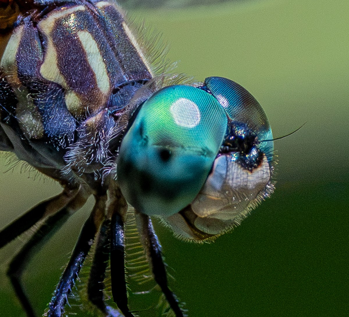 Blue Dasher dragonfly close-up photograph by Susanne Harm
