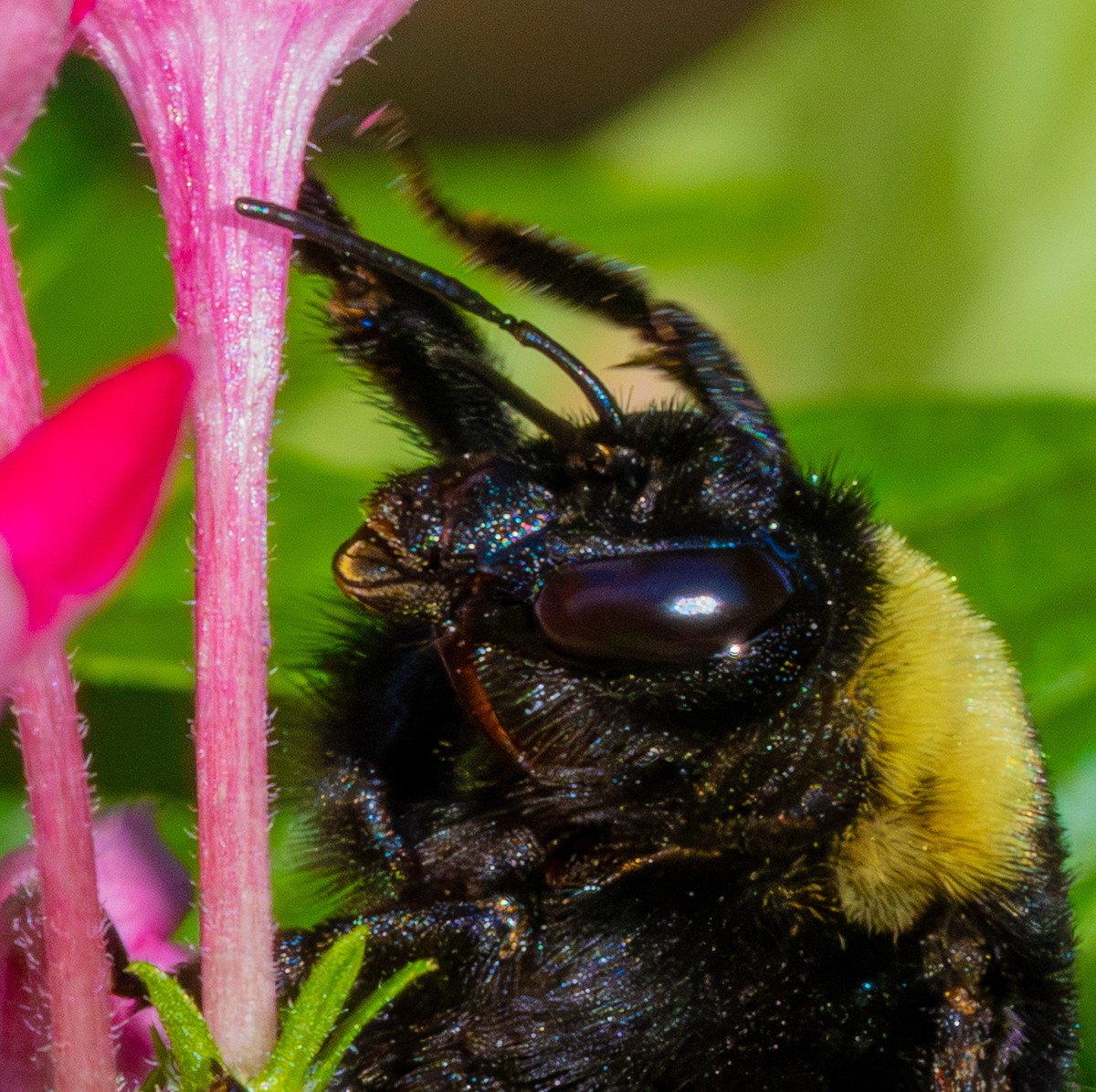 Close-up bumblebee photograph by Susanne Harm