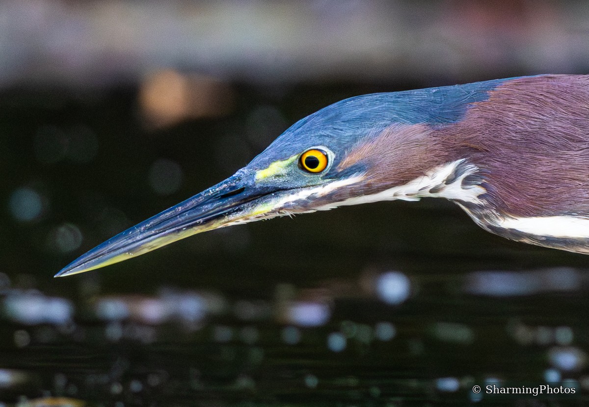 Green Heron close-up photograph by Susanne Harm