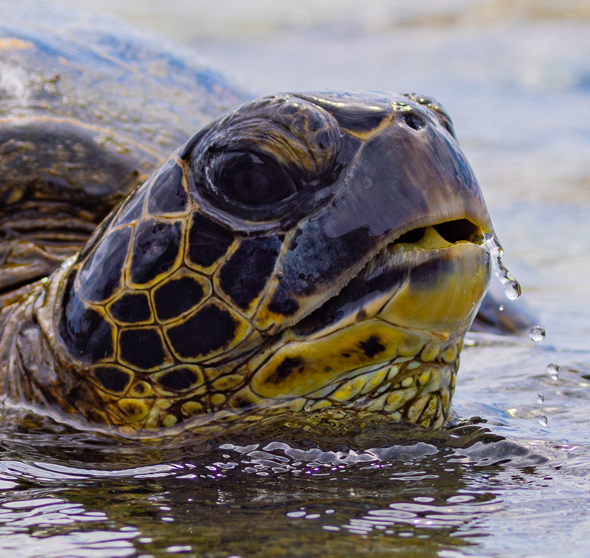 Sea turtle close-up photograph from Hawaii by Susanne Harm