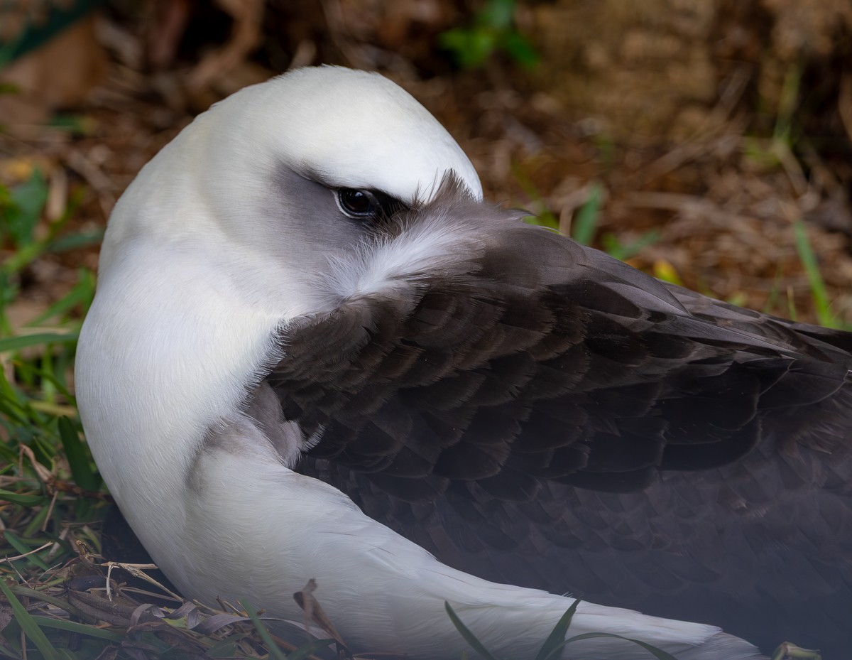 Seabird portrait photograph from Hawaii by Susanne Harm
