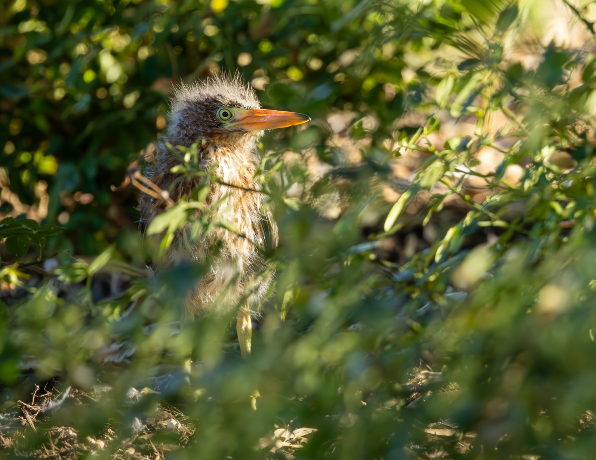 Juvenile Green Heron photograph by Susanne Harm