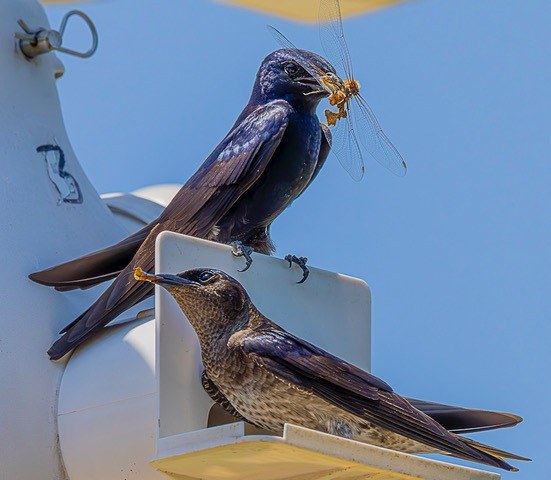 Purple Martin in flight photograph by Susanne Harm