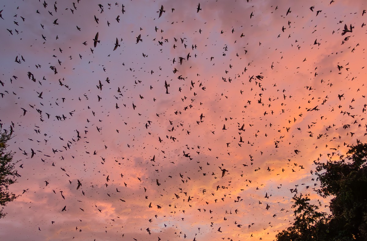 A flock of Purple Martins at sunset, photographed by Susanne Harm