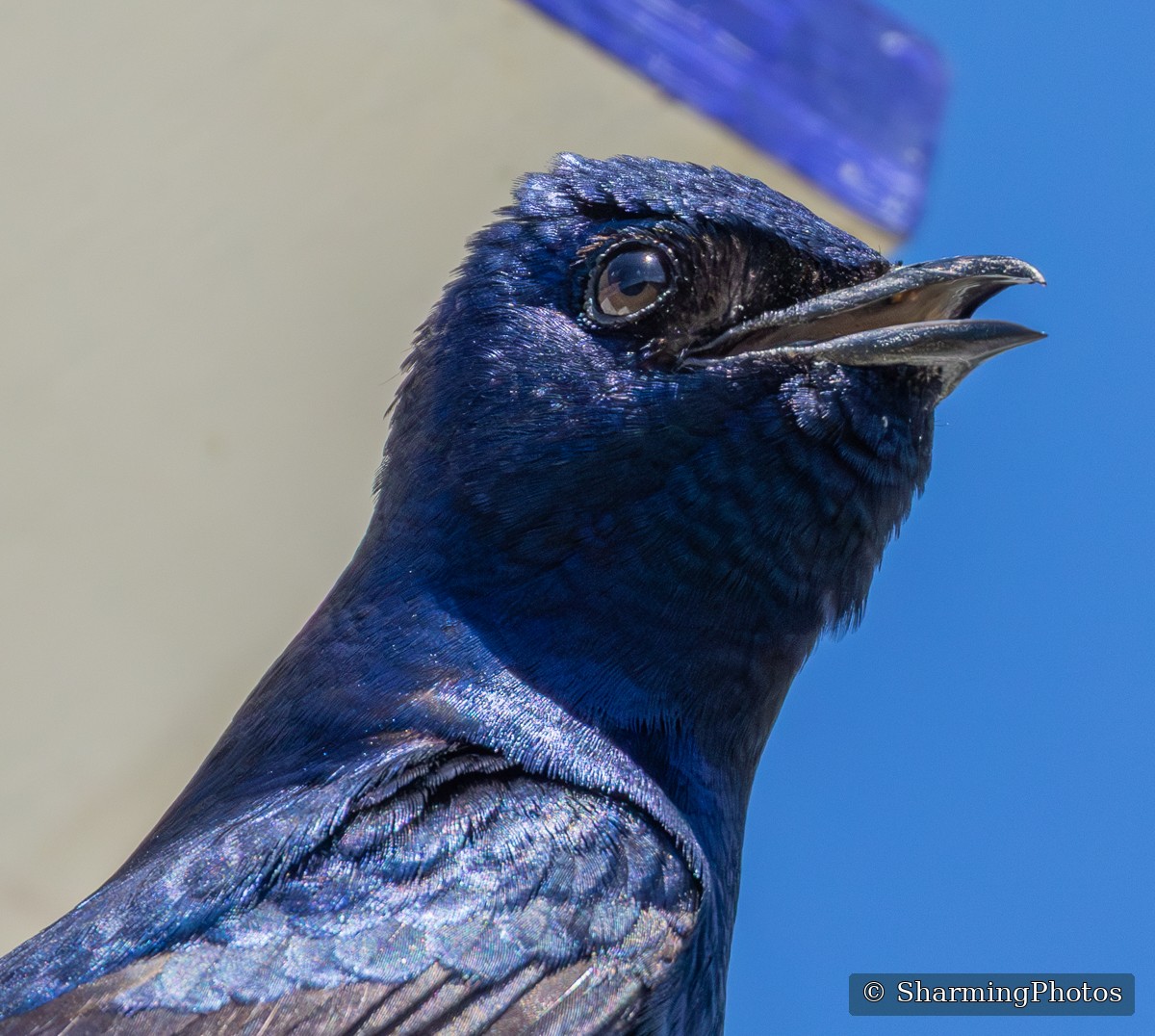 Purple Martin close-up photograph by Susanne Harm
