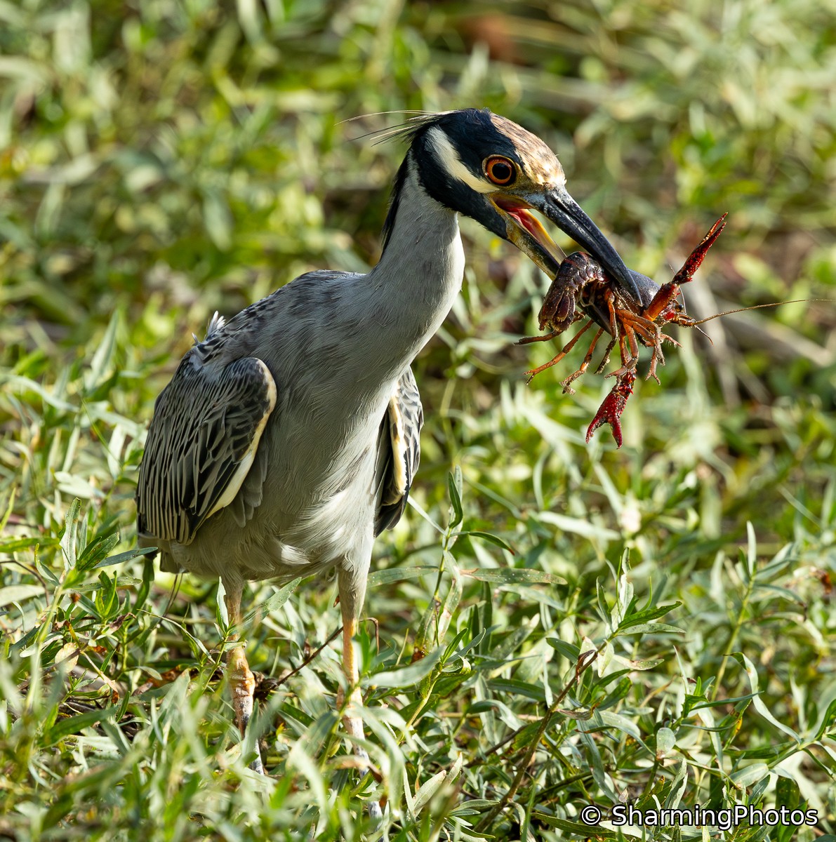 Yellow-crowned Night Heron holding a crayfish, photographed by Susanne Harm