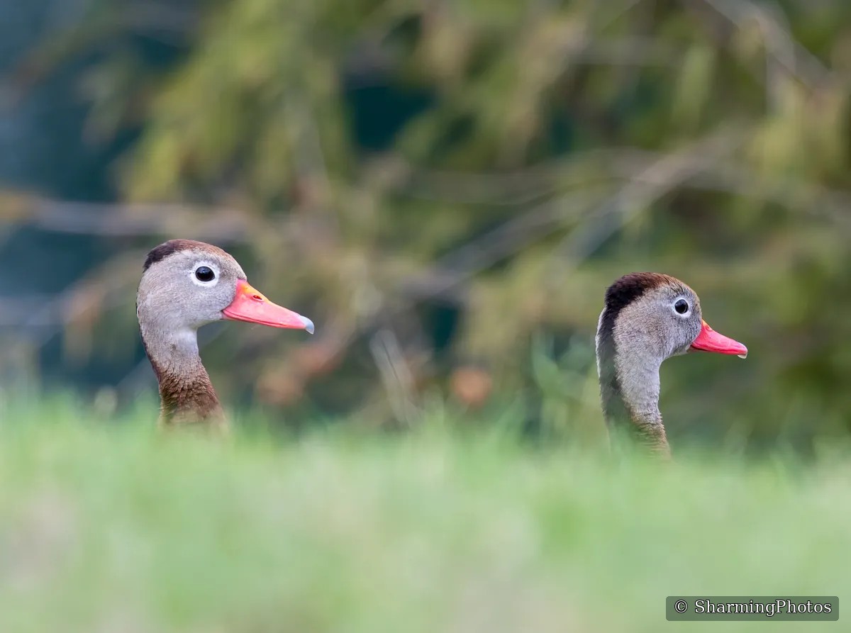 Bird photograph by Susanne Harm