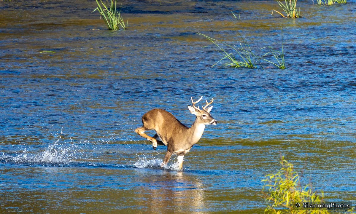 Wildlife photograph by Susanne Harm
