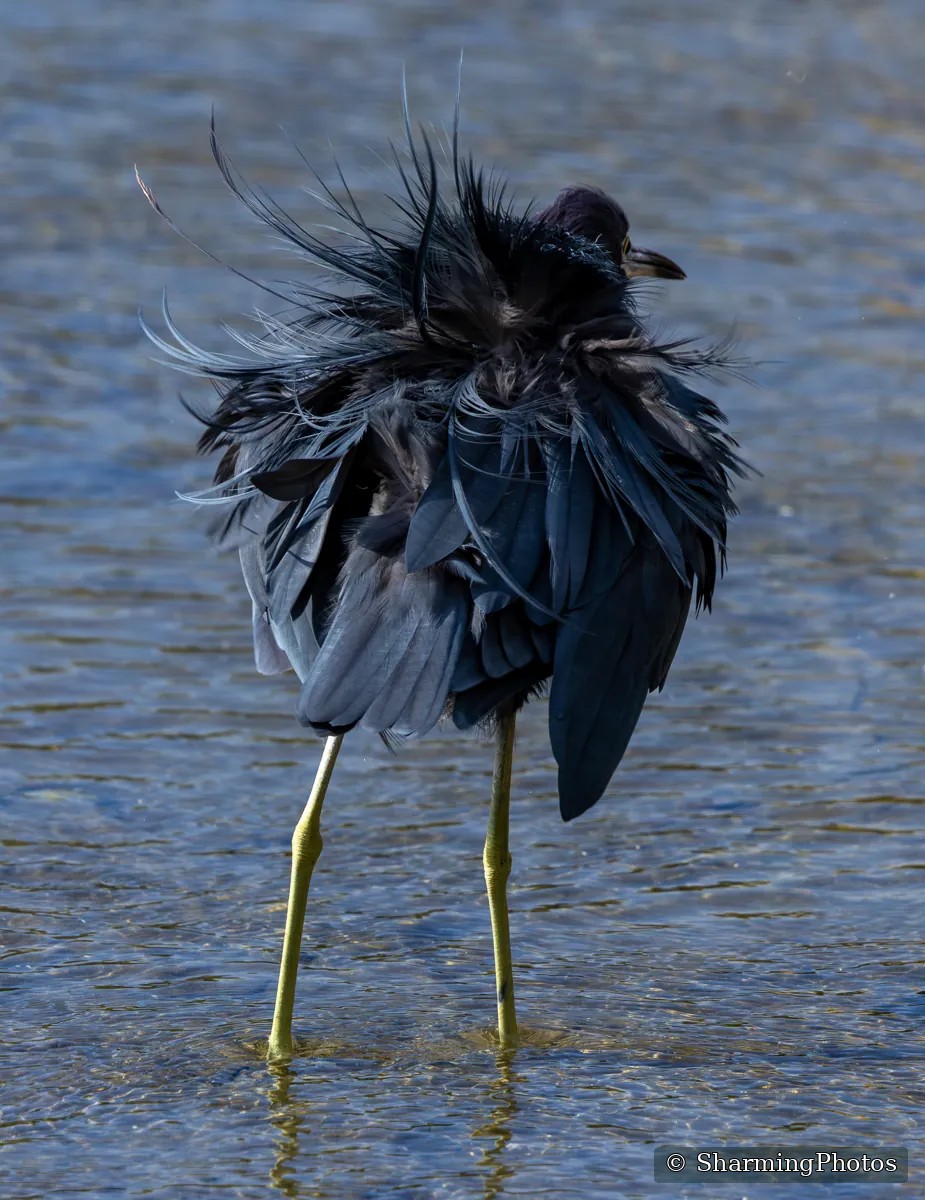 Bird photograph by Susanne Harm