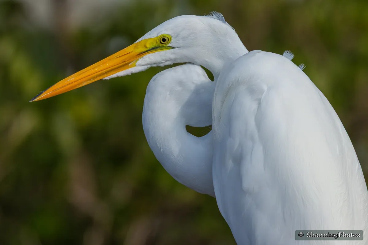 Bird photograph by Susanne Harm