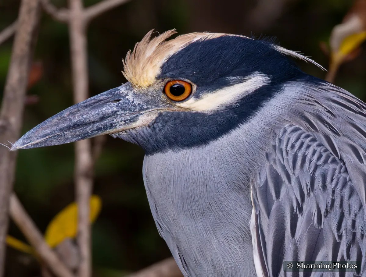 Bird photograph by Susanne Harm