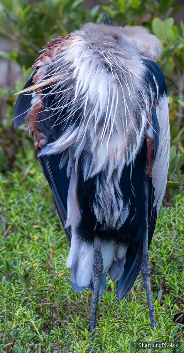 Bird photograph by Susanne Harm