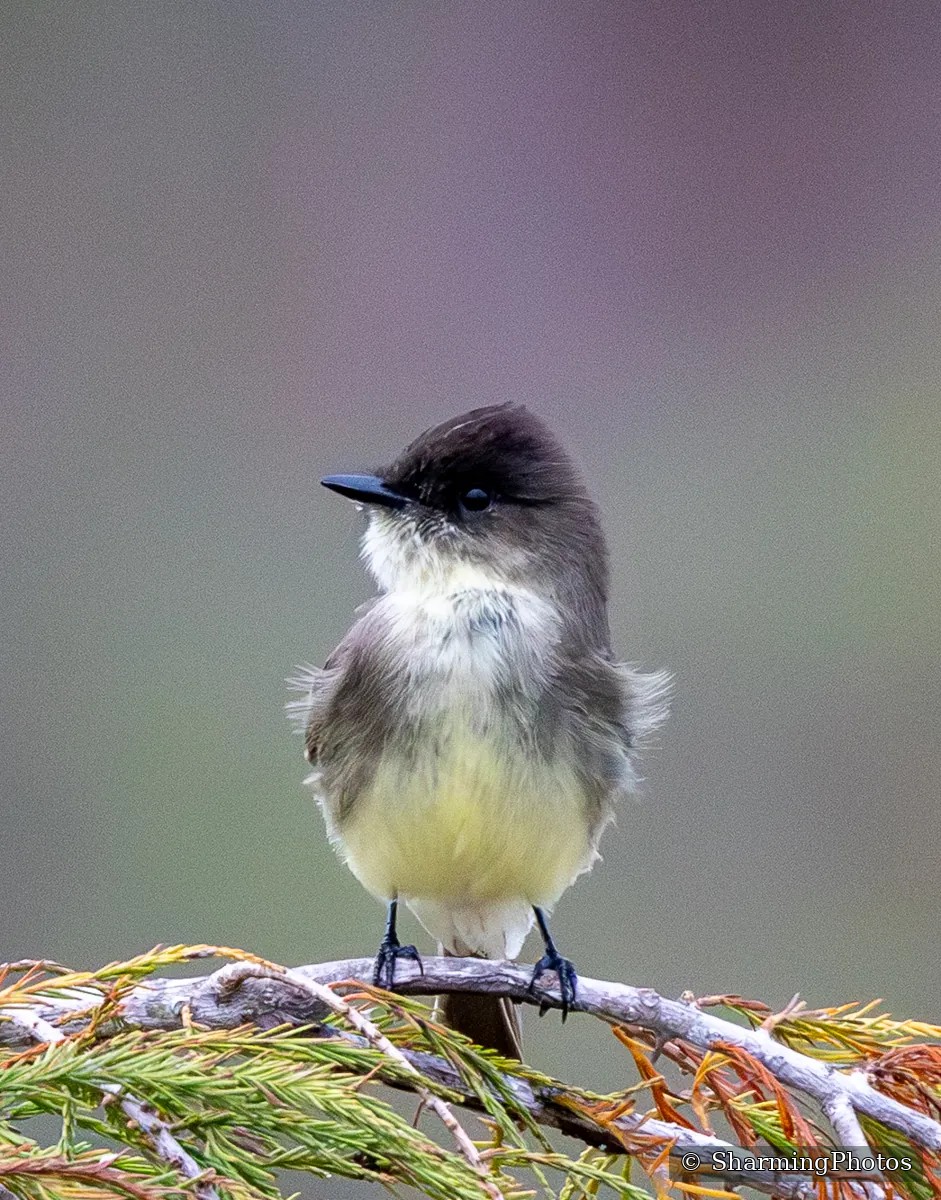 Bird photograph by Susanne Harm