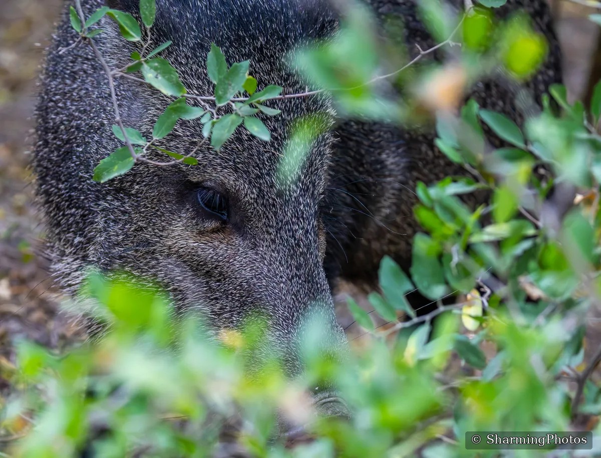 Wildlife photograph by Susanne Harm